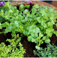 Семена кориандра «Кинзаули» - Фото 2