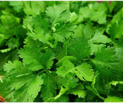 Семена кориандра «Кинзаули» - Фото 3