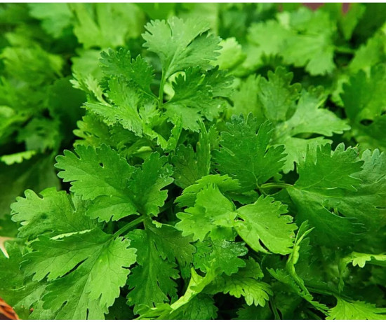 Семена кориандра «Кинзаули»