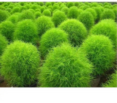 Семена кохии «Летний Кипр» - Фото 1