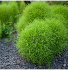 Семена кохии «Летний Кипр» - Фото 2