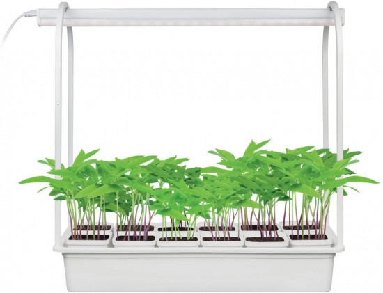 Набор для выращивания растений «Минисад»