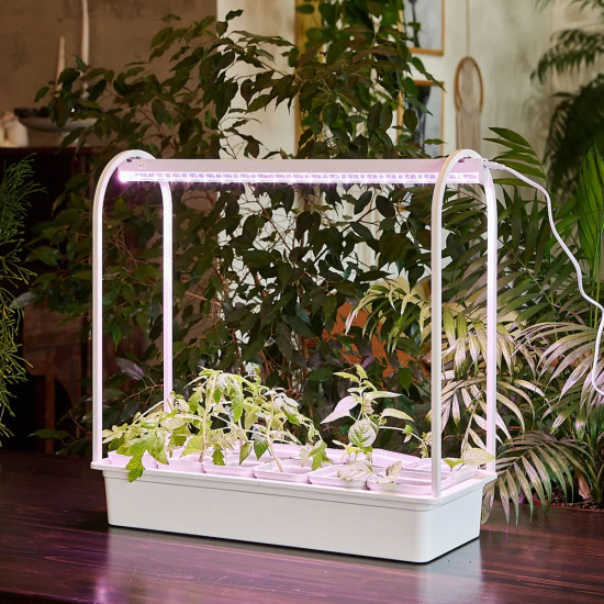 Набор для выращивания растений «Минисад»