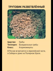 Игра настольная «Красная книга России» - Фото 5