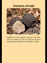 Игра настольная «Красная книга России» - Фото 7