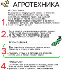 Семена огурца «Восточный экспресс F1» - Фото 4