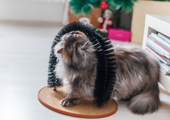 Комплекс для кошек