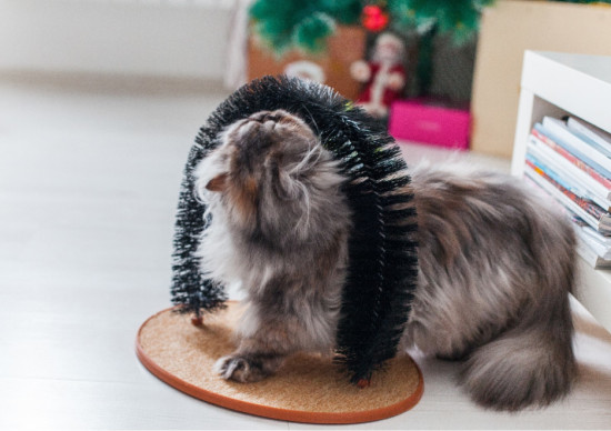 Комплекс для кошек