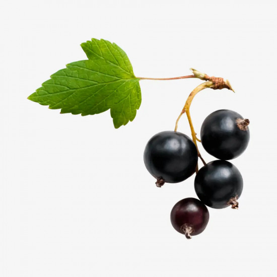 Специальное смягчающее средство с маслом чёрной смородины