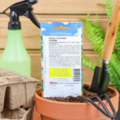 Семена фасоли «Гирлянда» - Фото 1