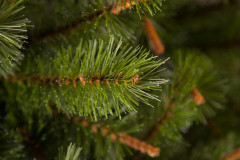 Сосна искусственная - Фото 3