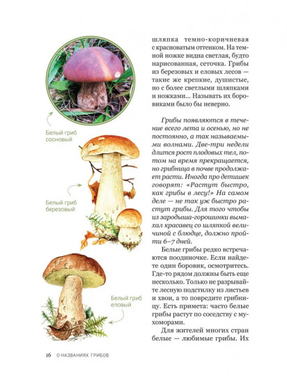 Цезарь и его мухомор. Истории из жизни грибов