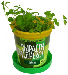 Набор для выращивания «Мята яблочная» - Фото 2