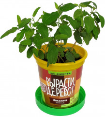 Набор для выращивания «Эвкалипт лимонный» - Фото 2