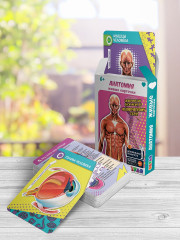 Набор карточек «Анатомия» в дополненной реальности - Фото 1