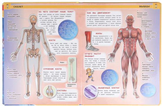Тело человека