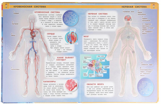 Тело человека