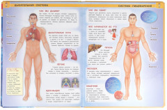 Тело человека - Фото 4