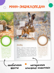 Кто живёт в лесу? - Фото 2