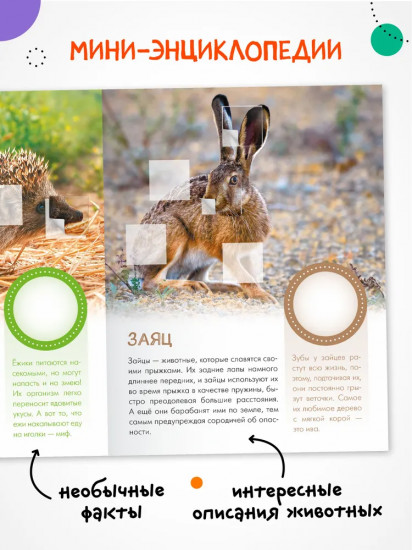 Кто живёт в лесу?