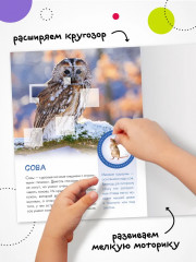 Кто живёт в лесу? - Фото 4