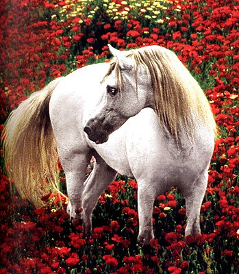 Лошади: Самые лучшие фотографии