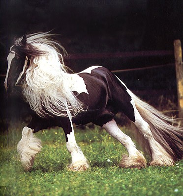 Лошади: Самые лучшие фотографии