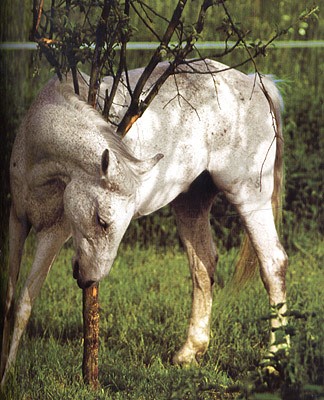 Лошади: Самые лучшие фотографии