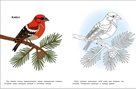 Раскраска «Птицы нашего леса»