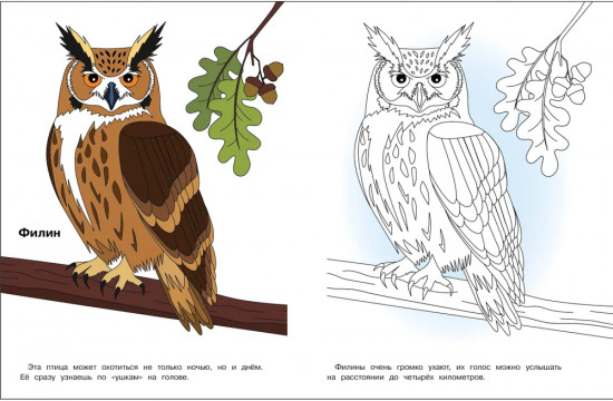 Раскраска «Птицы нашего леса»