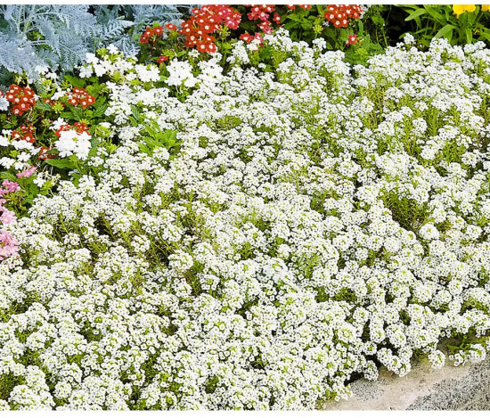 Алиссум «Снежный ковёр»