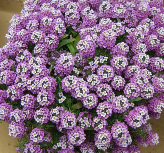 Алиссум «Фиолетовая королева»