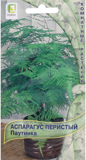 Аспарагус перистый «Паутинка»
