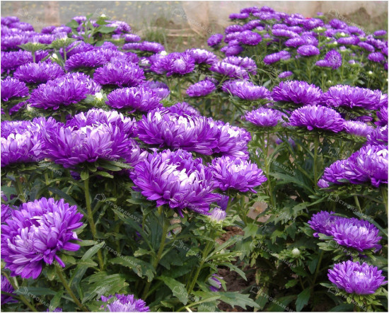 Астра низкорослая «Голубой ковер»