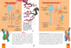 Человек. Исследуем тело и мозг человека - Фото 10