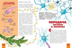 Человек. Исследуем тело и мозг человека - Фото 11
