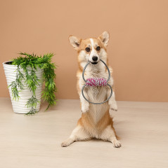 Игрушка для собак - Фото 10