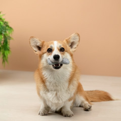 Игрушка для собак - Фото 11