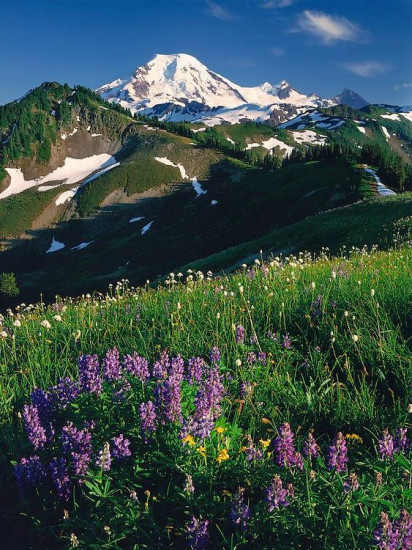 Мёд разнотравье