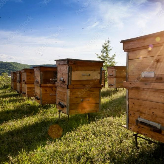 Мёд подсолнечный