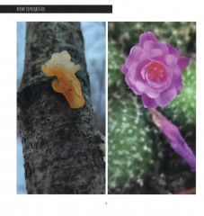 Время первоцветов - Фото 4