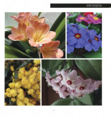 Время первоцветов - Фото 5