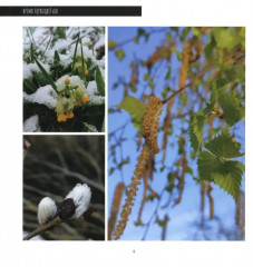 Время первоцветов - Фото 6