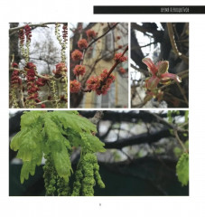 Время первоцветов - Фото 7