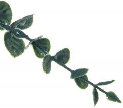 Цветок искусственный «Эвкалипт» - Фото 1