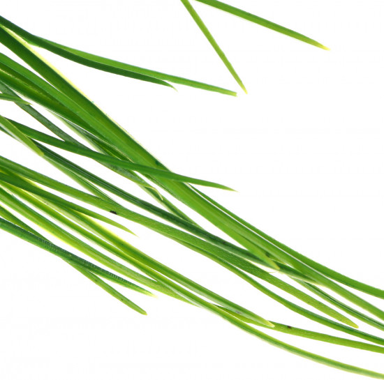 Цветок искусственный «Осока»