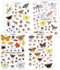 Насекомые. Моя первая книга наклеек - Фото 8