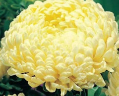 Астра пионовидная «Желтая башня» - Фото 1