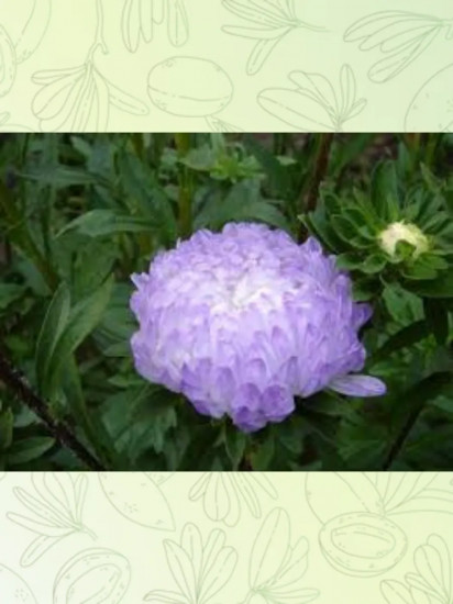 Семена астры пионовидной «Серебряная башня»