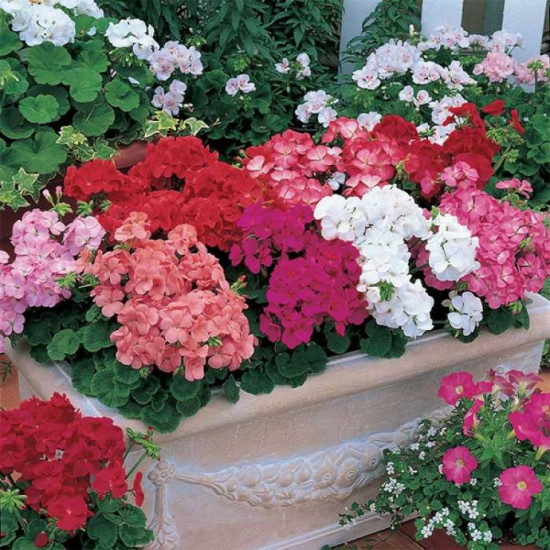 Семена пеларгонии «Колорама зональная»